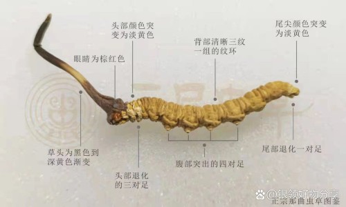 太清丹功效-权威青太清胶囊功效与副作用平台,分享专业要一个太青的药是多少钱知识_青太清胶囊功效网